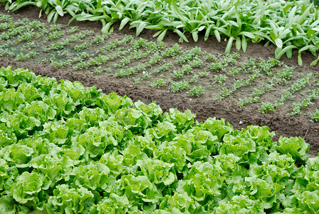 种植蔬菜摄影照片_蔬菜的菜圃
