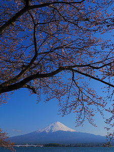 樱花山摄影照片_山。Kawaguchi湖蓝色天空中的富士和樱花2020年4月25日