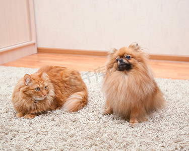波狗和红色的猫坐在地毯上