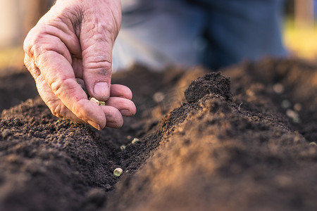 播种春的希望摄影照片_农民将青豆种子种植到土壤中。在春天播种。园艺概念