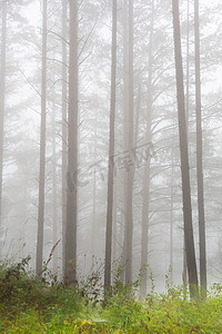 晨雾弥漫在松林里，神秘的薄雾笼罩在夏日的森林里，树干的轮廓被火光熏烤着