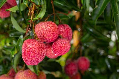 close-up shot of ripe Lychee fruits