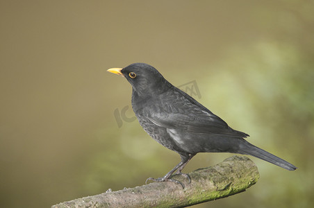 黑鹂鸟最喜欢的家居与园艺鸟.