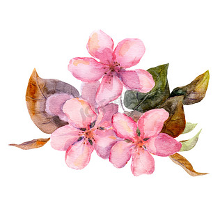 手绘樱花背景摄影照片_粉红色的水果树鲜花 — — 苹果、 樱桃、 李子、 樱花