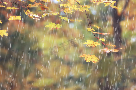 秋季公园, 雨天背景/秋季景观背景雨质地在10月的公园里, 走在恶劣的天气, 滴水, 刮风的天气, 恶劣的天气, 悲伤的心情