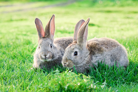 财神兔子摄影照片_两只灰兔子在室外绿草中的形象