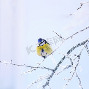 山雀摄影照片_ 美丽明亮的小鸟蓝山雀坐在花园里, 在冬天的树枝上覆盖着白色蓬松的结霜和雪花