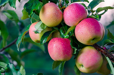 在今年9月收获的前夕，在果园里种植的苹果树枝头上，长满了五彩缤纷的