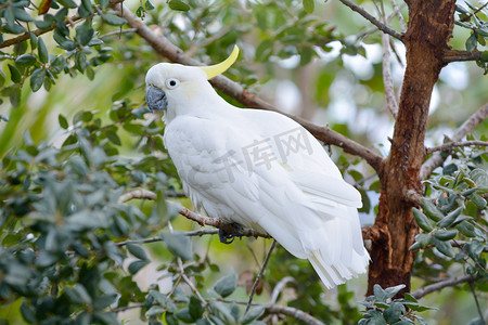 硫磺鹦鹉坐在树枝上。它认为, 在澳大利亚, 新几内亚和一些印度尼西亚群岛的树木繁茂的栖息地发现了高度智能的鸟.