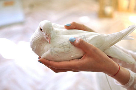 和平的白鸽摄影照片_白鸽在女人的手里。女人的手牵着白鸽，特写