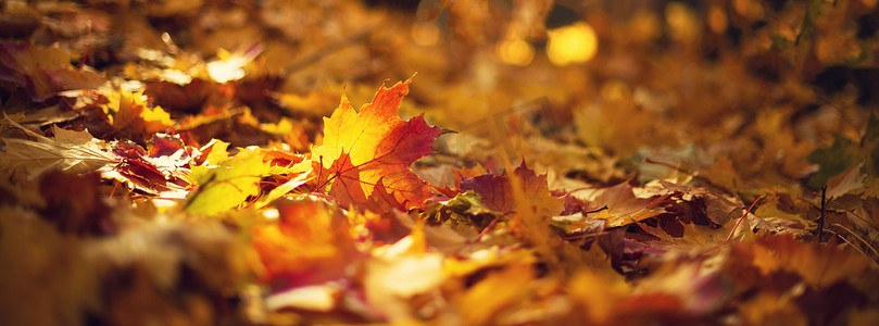 秋天的叶子背景。 黄色枫叶覆盖在模糊的纹理与复制空间。 秋天的概念。 金秋贺卡