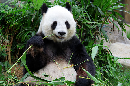 大熊猫吃竹子的熊