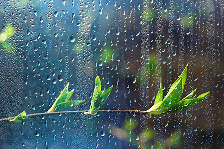 森林里的春雨，嫩芽的枝条，嫩叶上有雨滴