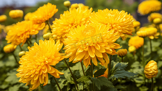 盛开的菊花重阳节