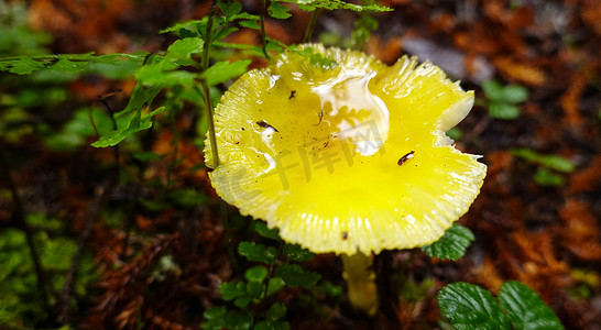 西藏森林里雨后的蘑菇摄影图