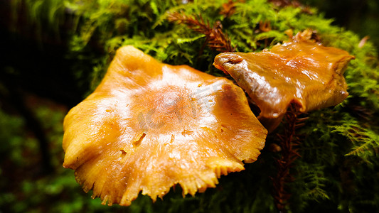 西藏森林里雨后的蘑菇摄影图