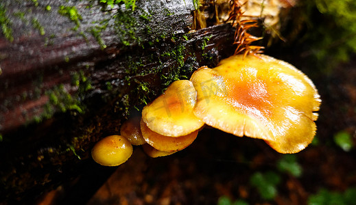 西藏植物摄影照片_西藏森林里雨后的蘑菇摄影图