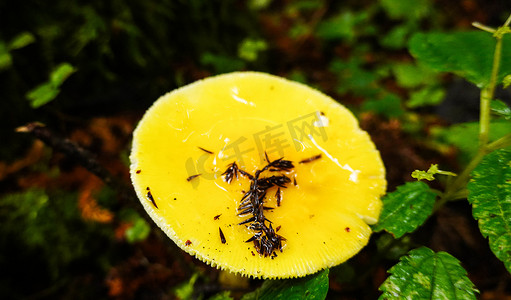 西藏植物摄影照片_西藏森林里雨后的蘑菇摄影图