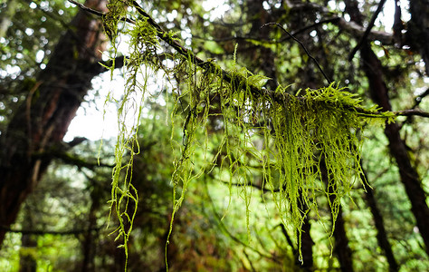 西藏植物摄影照片_西藏森林雨后树枝上的苔藓摄影图