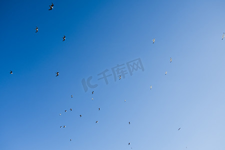 政府蓝背景摄影照片_一群鸟儿在蓝天上飞翔