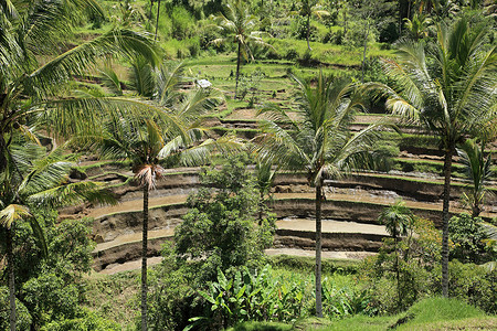 东南亚风光摄影照片_巴厘岛的稻田和棕榈树