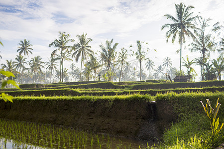 印度尼西亚巴厘岛乌布市附近的稻田
