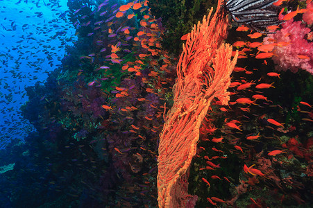 游动摄影照片_五颜六色的鱼儿在珊瑚礁里游动