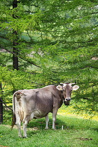 戴着牛铃的牛看着肩膀瑞士阿尔卑斯山瑞士