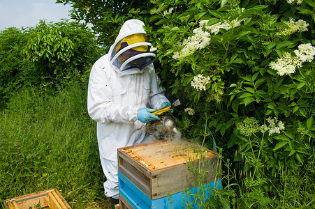 养蜂人穿着防护服使用蜂箱上的吸蜂器