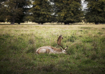 英国伍斯特郡田野中躺在草地上的鹿的侧视