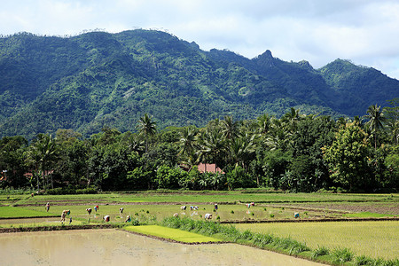 婆罗浮图附近稻田的工人