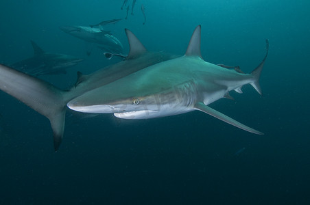 南非德班阿里瓦尔浅滩海洋黑鳍鲨的水下侧视图