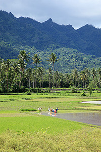 爪哇婆罗浮图附近的稻田里的工人