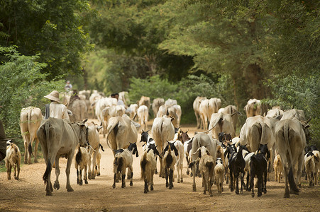 山羊和牛的放牧缅甸蒲甘
