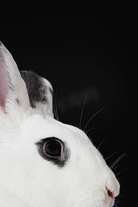 白兔头