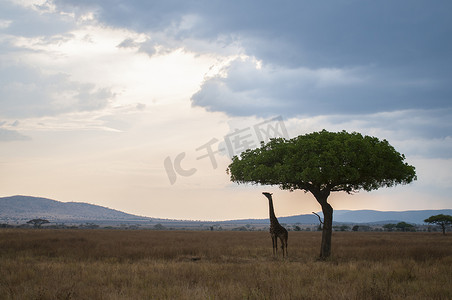 肯尼亚马赛马拉黄昏时分一只长颈鹿在伸手抓树叶