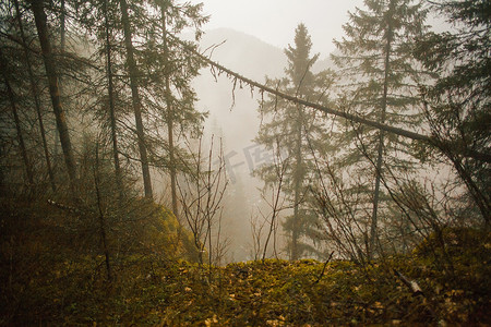 俄罗斯斯维尔德洛夫斯克的村的森林和迷雾山谷
