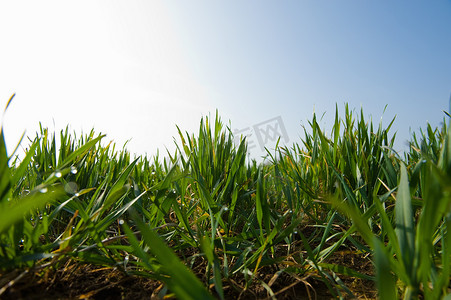 平面图符号摄影照片_新绿色生长的麦田地面平面图
