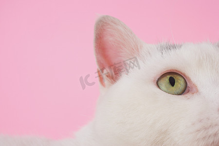 白猫眼