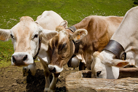 三头奶牛从水槽里喂食
