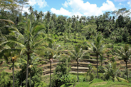 东南亚风光摄影照片_巴厘岛的稻田和棕榈树