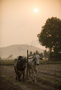 牧场里的牛柬埔寨开普