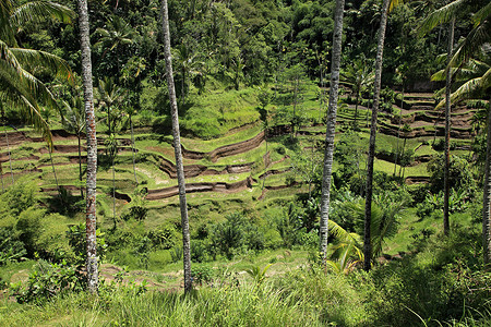 东南亚风光摄影照片_巴厘岛的稻田