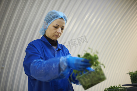 戴着发网和乳胶手套包装蔬菜的妇女
