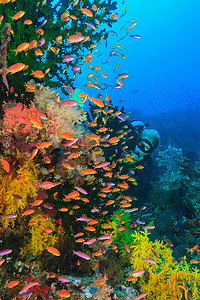 色彩缤纷的鱼儿在珊瑚礁中游动
