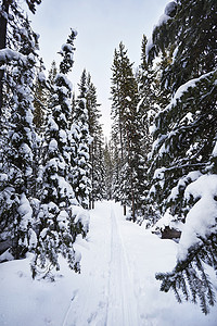 科尔特斯摄影照片_美国怀俄明州科尔特湾白雪覆盖的冷杉树