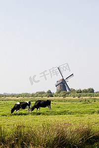 牛铃摄影照片_奶牛和风车