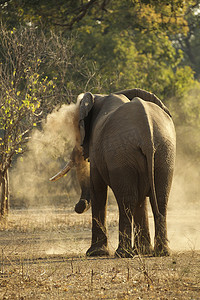 津巴布韦马纳池国家公园一头有灰尘浴缸的牛象