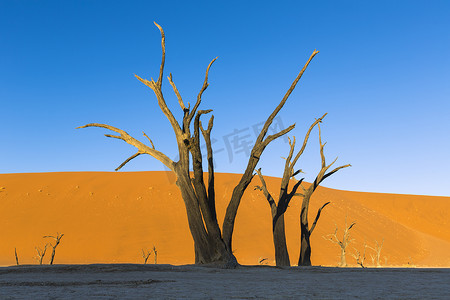 死亡山谷中的枯死相思树纳米比亚