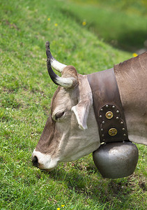 戴着牛铃的牛在吃草瑞士阿尔卑斯山瑞士